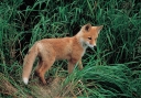 0001  Friendly Fox (Wild Alaska Line)