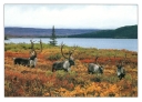 0030  Caribou Quartet (Wild Alaska Line)