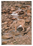 0033  Camouflaged Wolf (Wild Alaska Line)