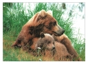 0037  Grizzly Mother... Cub (Wild Alaska Line)