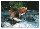 0038  Grizzly with Salmon (Wild Alaska Line)