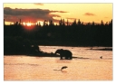 0039  Nightfall (Wild Alaska Line)