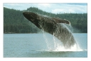 0048  Breaching...Whale (Wild Alaska Line)