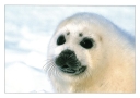 0050  Harp Seal Pup (Wild Alaska Line)