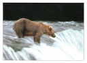 0051  Grizzly Fishing (Wild Alaska Line)