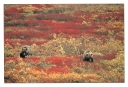 0052  Grizzlies...Fall Colors (Wild Alaska Line)