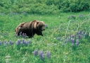 0053  Grizzly in Lupine (Wild Alaska Line)