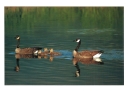 0059  Geese & Goslings (Wild Alaska Line)