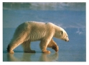 0060  Ice Bear (Wild Alaska Line)