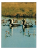 0063  Pacific Loons (Wild Alaska Line)