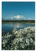 0064  McKinley...Cotton (Wild Alaska Line)