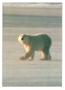 0068  Polar Bear (Wild Alaska Line)