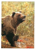 0069  Grizzly Growling (Wild Alaska Line)