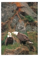 0071  Bald Eagle Pair (Wild Alaska Line)