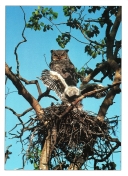 0072  Great Horned Owl (Wild Alaska Line)