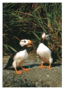 0073  Horned Puffins (Wild Alaska Line)