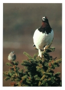 0074  Ptarmigan & Sparrow (Wild Alaska Line)