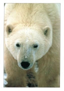 0075  Polar Bear Portrait (Wild Alaska Line)