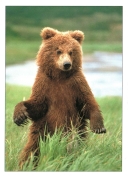 0076  Yearling Grizzly Cub (Wild Alaska Line)