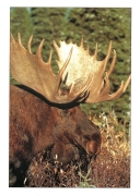 0077  Bull Moose (Wild Alaska Line)