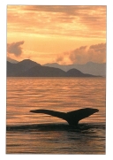 0078  Whale Tail at Sunset (Wild Alaska Line)