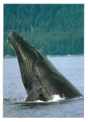 0080  Humpback Whale-Spy (Wild Alaska Line)
