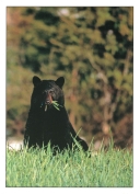 0081  Black Bear Salad (Wild Alaska Line)