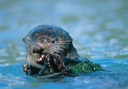 0082  Long Teeth Help at Feeding Time (Wild Alaska Line)