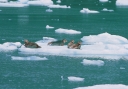 0083  Harbor Seals on Ice Floes (Wild Alaska Line)