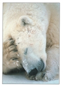 0085  One Bear of A Headache (Wild Alaska Line)