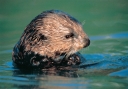 0086  Sea Otter Cracking Mussel Shell (Wild Alaska Line)