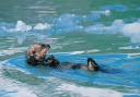 0087  Paddling Back into the Floes (Wild Alaska Line)