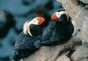 0091  Tufted Puffin Lovin' (Wild Alaska Line)