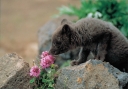 0092  Sniffing the Lousewort (Wild Alaska Line)