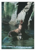 0094  Steller Sea Lion Roar (Wild Alaska Line)