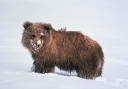 0095  Grizzly Cub's First Snowfall (Wild Alaska Line)
