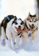 0502  Hustlin' Huskies (Mushing Alaska Line)