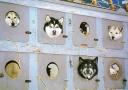0503  Dogs in a Box (Mushing Alaska Line)