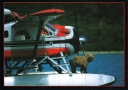 6003  Bear on Floats