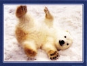 6019  Polar Bear Cub
