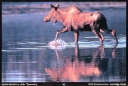 002 Moose Reflection - Magnet