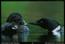006 Loon Feeding Time - Magnet