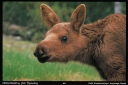008 Baby Moose - Magnet