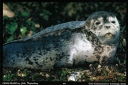 009 Harbor Seal - Magnet