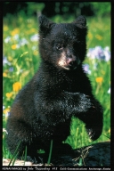012 Black Bear Cub - Magnet