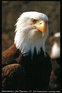 013 Bald Eagle - Magnet