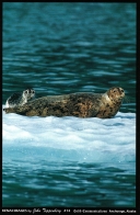 014 Seals on Ice - Magnet