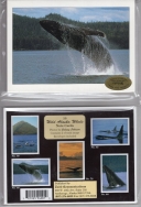 Whales (10 cards)