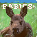 Moose Babies!