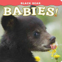 Black Bear Babies!